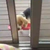 Beagles 6