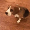 Beagles 7