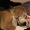 Beagles 8