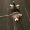 Beagles 9