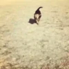 Beagles 10