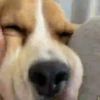 Beagles 11