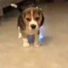 Beagles 12