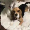 Beagles 13