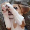 Beagles 14
