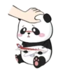 panditas bonitos  Movi 12
