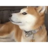 D︎O︎G︎S︎ 8