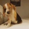 Beagles 15