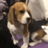 Beagles 16