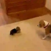 Beagles 17