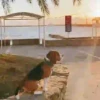 Beagles 18