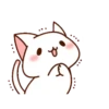 Loving kitten 17