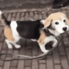 Beagles 20