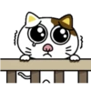 PAssING KITTY Mov 12
