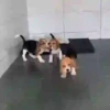 Beagles 21