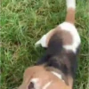 Beagles 22