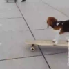 Beagles 23