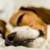 Beagles 24