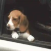 Beagles 25