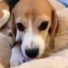 Beagles 26