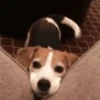 Beagles 27