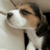 Beagles 28