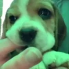 Beagles 29