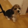 Beagles 30