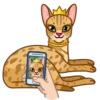 Memes With Cats 5
