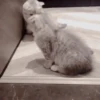 Gatitos Autenticos  Mov 5