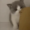 Gatitos Autenticos  Mov 7