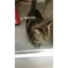 Más Gatitos 10 (Mov) 6