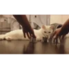 Mais gatinhos 9 12