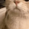 Gatitos Autenticos  Mov 10