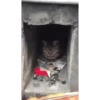 Mais gatinhos 9 14