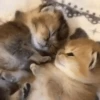 Gatitos Autenticos  Mov 11