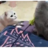 Kittens 13