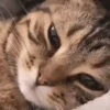 Más Gatitos 10 (Mov) 11