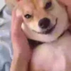 Perritoscute 10