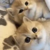 Gatitos Autenticos  Mov 12