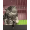 Mais gatinhos 9 18