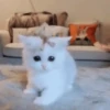 Gatitos Autenticos  Mov 13