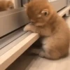 Gatitos Autenticos  Mov 14