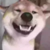 Perritoscute 15