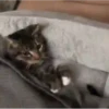 Kittens 15