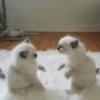 Funny Animals Mix 18
