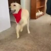 animalitos 17