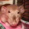 animalitos 18