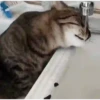 Kittens 16