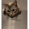 Más Gatitos 10 (Mov) 18